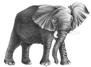 Illustration Elefant